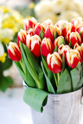 Spring Tulips