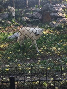 Wolf at Toledo Zoo