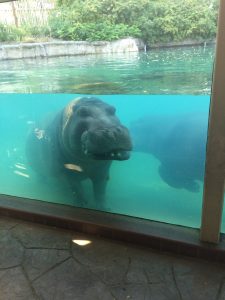 Smiling Hippo at Toledo Zoo