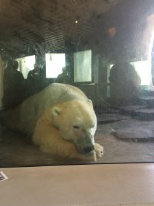 Polar Bear