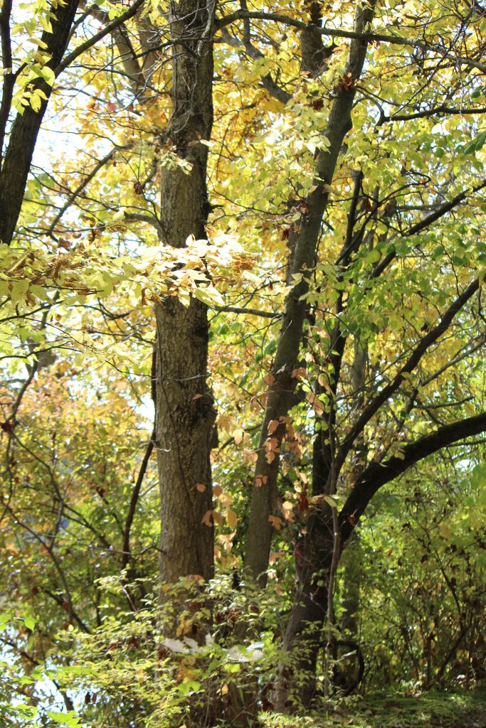 Northern Ohio. October 2019. Jill Kemerer