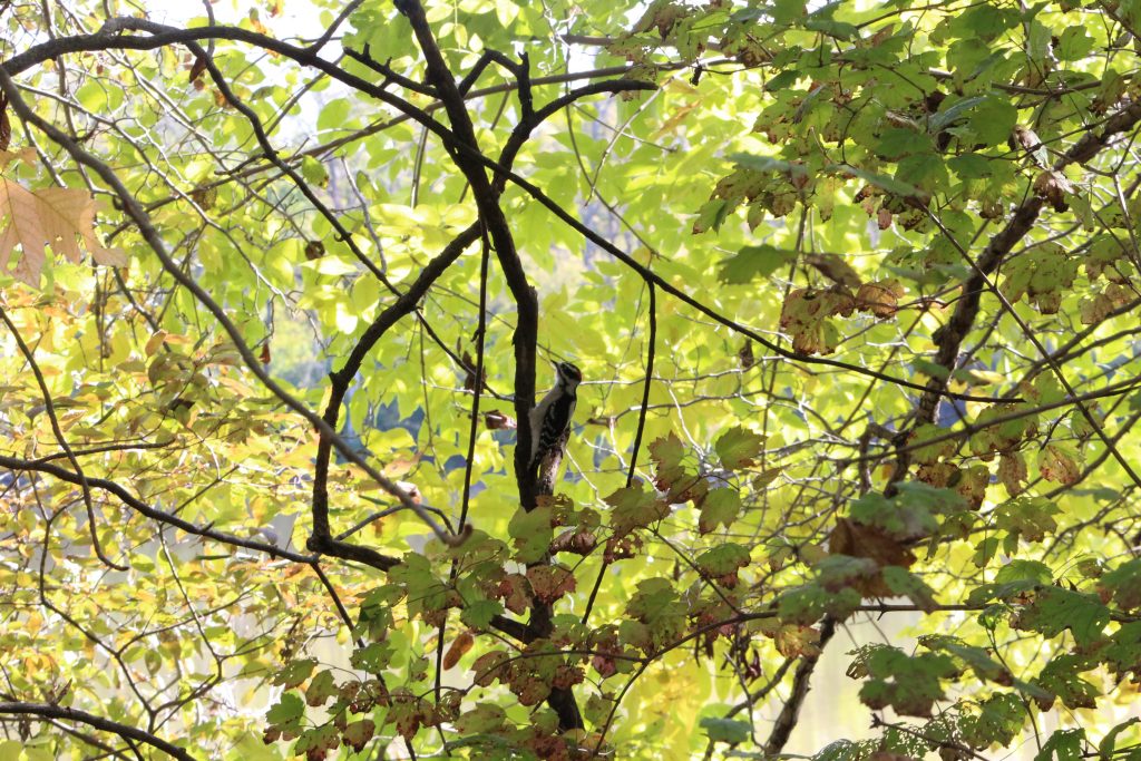 Northern Ohio. October 2019. Jill Kemerer. Downy Woodpecker