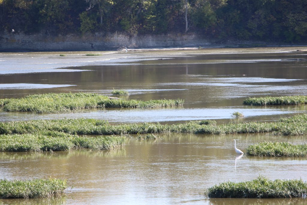 Northern Ohio. October 2019. Great Egret. Jill Kemerer